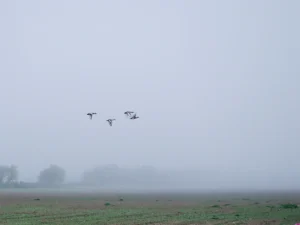 [190] Untitled Fernando Zaragoza García compressed