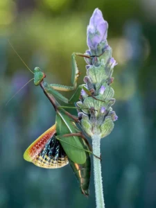 [191] Iris oratoria Miguel Pedreño Martínez compressed