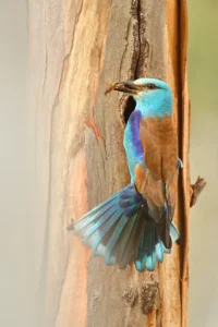 [196] Carraca Blas David Fernández Pérez