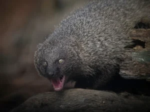 [196] Genio y figura Eduardo Vilches Benitez compressed