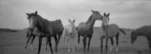 [197] Horses Manuel Ruiz de Quero Delgado compressed