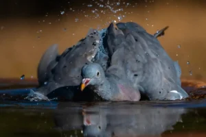 [202] La toilette Adolfo Etchemendi Rivero