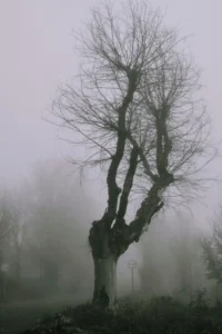 [203] Días de otoño Pedro Blancat Torres compressed