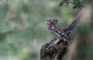 [206] El pequeño centinela Fernando Serrano Mérida compressed