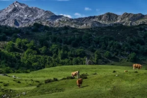 [208] Ermita del Buen Pastor, Lagos de Covadonga Ana Maria Estévez Lamas