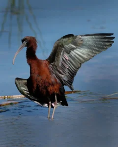 [210] Hello Antonio Manuel Barbero Oliva compressed