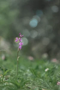 [210] Luces mágicas Ana Cabello Alonso