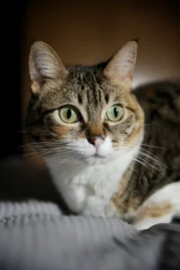 [211] Alerta Nati Amat