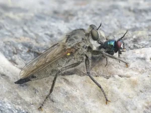 [211] Depredación blas Pardilla Bellòn compressed