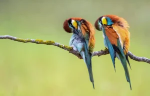 [213] Puesta a punto Manuel Suárez Diánez compressed