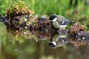 [215] FIEL REFLEJO JOSE LUIS ROJAS ALCONCHEL compressed