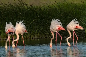 [216] Simetrias Antonio Rodríguez Mariscal compressed