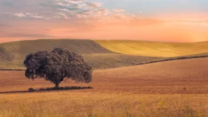 [222] Campos de Andalucía LUCIA GAMEZ CAÑAS compressed