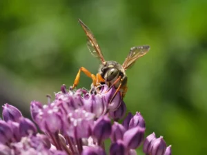 [222] Guardiana del néctar púrpura Manuel Valenzuela Romero