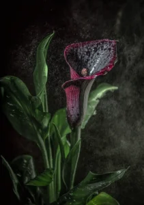 [225] Cala Negra Ana Notario Torres