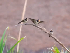 [227] Hambrientas JOSE LINARES CASAS compressed