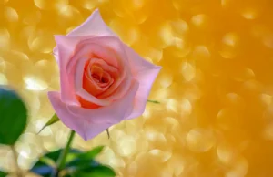 [229] Donde nace Él, Amor (Aquí y Ahora) Carlos Barragán Moreno compressed