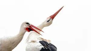 [233] Muda belleza Martín Gea Jimeno compressed