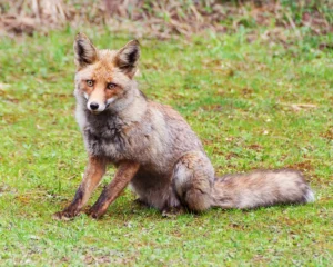 [234] Descanso Manuel Acosta Garcia compressed