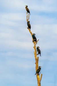 [234] La Hilera Modesto Jiménez Espinosa