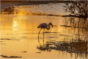 [237] Atardecer MANUEL JESUS NAVARRO OLMEDO compressed