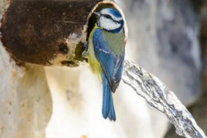 [239] Maná Manuel Salvador Martín compressed