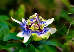 [242] Pasionaria Agustin Gómez Jurado