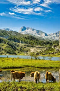 [248] VACAS EN LAGOS DE COVADONGA francisco palomar parra compressed