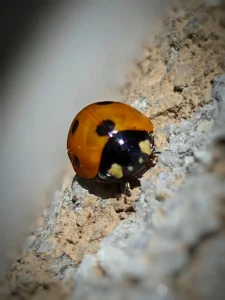 [248] sola DIEGO AZOPARDI