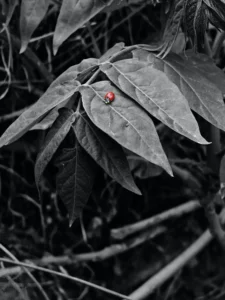 [250] Mmarikita José L Zaccagnini