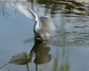[251] Garceta Alada M Luisa Agueda Rodríguez compressed