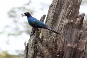 [253] Estornino en Kenia Maria Luisa Murillo Lara compressed