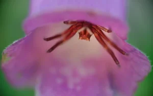 [261] Sorpresa mortal david Moya