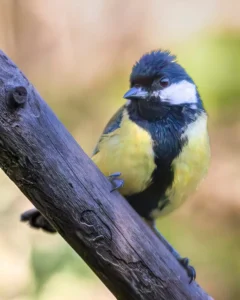 [264] Carbonero Joaquin Torres Ruiz compressed