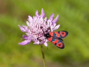 [265] Zygaena fausta, (jitanilla de collar rojo) Francisco Plaza Ramírfez compressed
