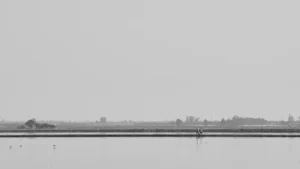 [267] Tierras arroceras José Manuel Mayorga Fabián