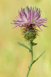 [270] Rosa y espinas Manuel Antonio Aragón Medina