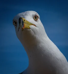 [271] Detrás de esa mirada se sospecho sabiduría Enrique Morey Moreno compressed