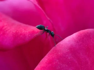 [275] “Tiny Explorer on Velvet Petals” Manuel Valenzuela Romero compressed