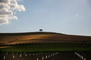 [276] Campiña cordobesa Mercedes Pardo Céspedes compressed