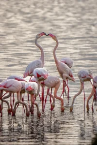 [280] Flamencos en Fuente de Piedra Angel Ruiz Migens
