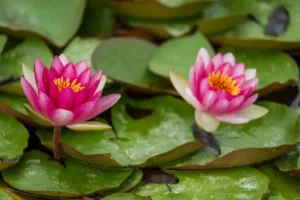 [280] Nenúfares José Antonio Gómez Mateo compressed