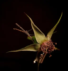 [286] Mariposa palo Jose Maria Ariño Gil compressed