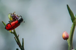[287] Mylabris Amori Joaquin Garcia Lopez