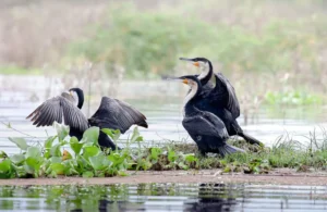 [288] Cormoranes en Kenia Maria Luisa Murillo Lara