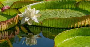 [289] Primavera Pepe Aguilera Baena