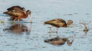 [290] Moritos en las Marismas Francisco Barrionuevo Perez