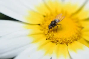 [290] Mosqueando Francisco Durán Martínez compressed