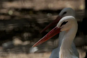 [292] DUALIDAD Enka Tripiana Hierro