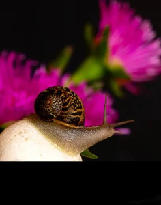 [293] CARACOL PEDRO LATORRE compressed